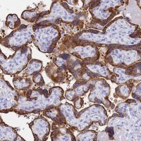 Anti-C2orf72 antibody produced in rabbit 