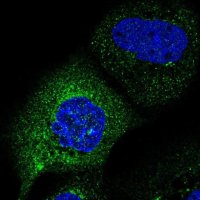 Anti-C2orf76 antibody produced in rabbit 