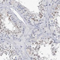 Anti-C2orf83 antibody produced in rabbit 