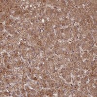 Anti-C2orf91 antibody produced in rabbit 