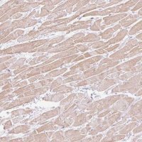 Anti-C3orf49 antibody produced in rabbit 