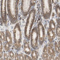 Anti-C3orf52 antibody produced in rabbit 