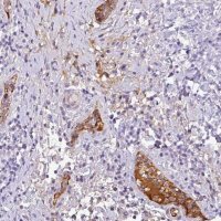 Anti-C4A antibody produced in rabbit 