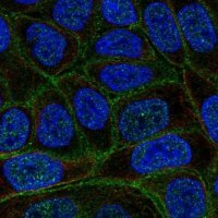 Anti-C4orf19 antibody produced in rabbit 