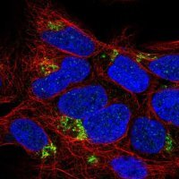Anti-C4orf33 antibody produced in rabbit