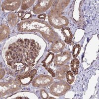 Anti-C4orf36 antibody produced in rabbit 