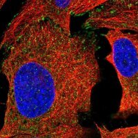 Anti-C4orf36 antibody produced in rabbit 