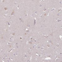 Anti-C4orf48 antibody produced in rabbit 