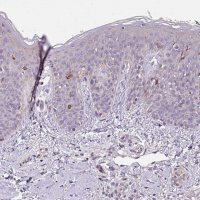 Anti-C4orf48 antibody produced in rabbit 