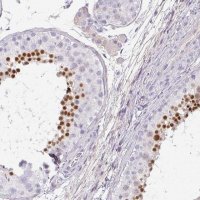 Anti-C4orf50 antibody produced in rabbit 