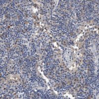 Anti-C5 antibody produced in rabbit