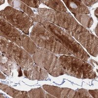 Anti-C5orf34 antibody produced in rabbit 