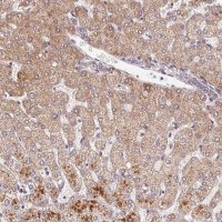 Anti-C6orf222 antibody produced in rabbit 