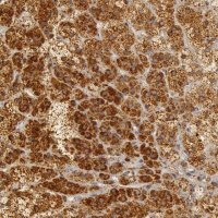 Anti-C7 antibody produced in rabbit 