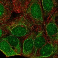 Anti-C7orf26 antibody produced in rabbit 