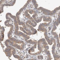 Anti-C8orf37 antibody produced in rabbit 