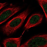 Anti-C8orf44 antibody produced in rabbit 