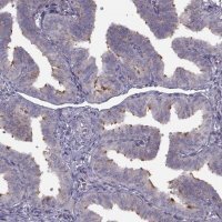 Anti-C9orf116 antibody produced in rabbit 