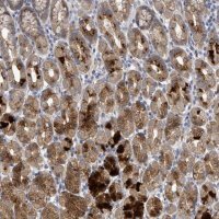 Anti-C9ORF152 antibody produced in rabbit 