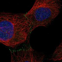 Anti-C9orf3 antibody produced in rabbit 