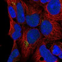 Anti-C9orf85 antibody produced in rabbit 