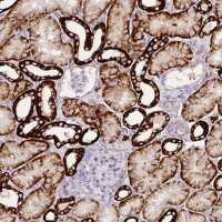 Anti-CA12 antibody produced in rabbit 