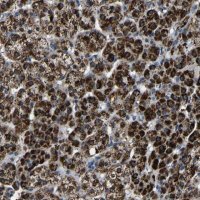 Anti-CA5B antibody produced in rabbit 