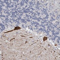 Anti-CA8 antibody produced in rabbit 