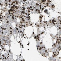 Anti-CACHD1 antibody produced in rabbit 