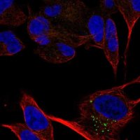 Anti-CACNA2D2 antibody produced in rabbit 