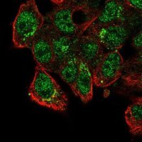Anti-CADPS2 antibody produced in rabbit 
