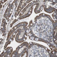 Anti-CALHM2 antibody produced in rabbit 