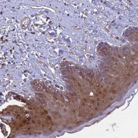 Anti-CALM1 antibody produced in rabbit 