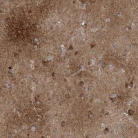 Anti-CALN1 antibody produced in rabbit 