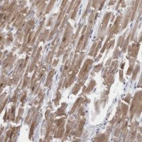 Anti-CAMK2D antibody produced in rabbit 