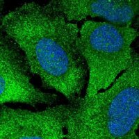 Anti-CAMK2G antibody produced in rabbit 