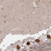 Anti-CAMLG antibody produced in rabbit 
