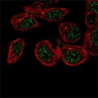 Anti-CAMSAP3 antibody produced in rabbit 