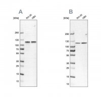 Anti-CAPRIN1 antibody produced in rabbit 