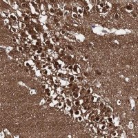 Anti-CAPRIN2 antibody produced in rabbit
