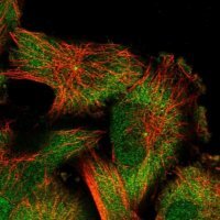 Anti-CAPRIN2 antibody produced in rabbit