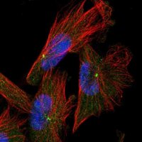 Anti-CAPS2 antibody produced in rabbit