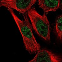 Anti-CAPZB antibody produced in rabbit HPA056066-100UL
