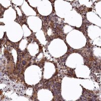 Anti-CARD19 antibody produced in rabbit 