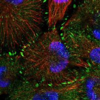 Anti-CARD6 antibody produced in rabbit 