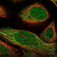 Anti-CARD8 antibody produced in rabbit 