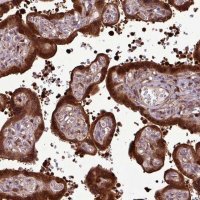 Anti-CARHSP1 antibody produced in rabbit HPA051911-100UL