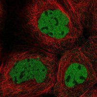 Anti-CASP2 antibody produced in rabbit 