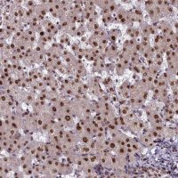 Anti-CASP5 antibody produced in rabbit 