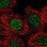 Anti-CBFA2T3 antibody produced in rabbit 